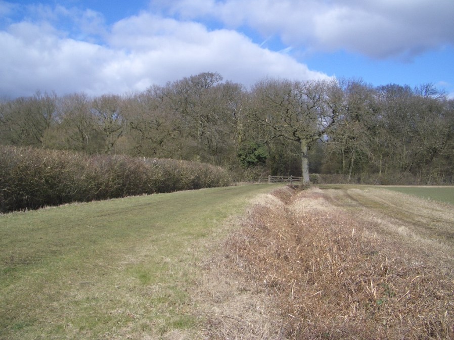 Lavendon Woods, 4th March 2010
