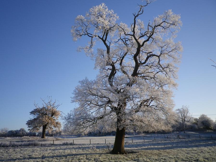 An Oak Tree in the Former Bailey of Lavendon Castle - 7th December 2010